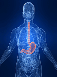Illustration of a human Xray that shows where heartburn occurs.